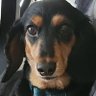 Profilbild von dontbesmeagol