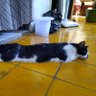 Kucing gering 的头像