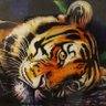 Simba le chat's profile picture