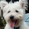 Profilbild von Sue 🦆🐎🐶🐱🐔⚽️🏴