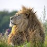 Asad Ali Khan's profile picture