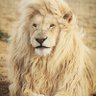 Angel Lioness 👼🦁✡️ 的头像