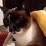 Lucia Fortunato🇧🇷🇺🇸🇮🇹🇮🇱's profile picture
