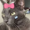 Mrs Miau profil fotoğrafı