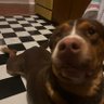 Bailey's profile picture