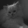 Profilbild von نبضه