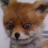 Ugly Fox's profile picture