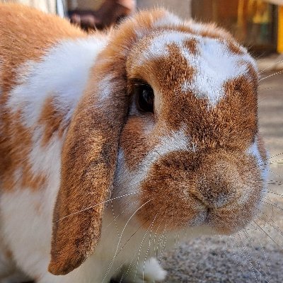 FlanTheBunny's profile picture