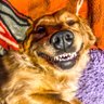 Profilbild von Bill