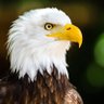 Trumpster_007 profil fotoğrafı