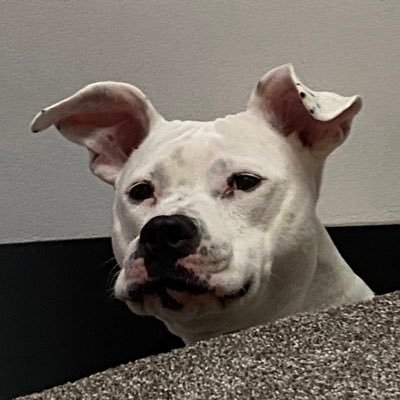 Spayde's profile picture