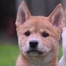 cmdingo's profile picture
