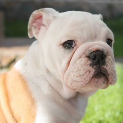 Englishbulldog's profile picture