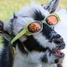 Mr. Average Goat profil fotoğrafı