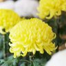 Фото профиля 菊林 ノグチ 輪蔵🍤