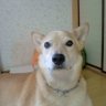 Profilbild von まこけい