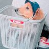 ひっきー 的头像