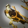 Фото профиля Ghwild