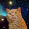三毛猫's profile picture