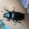 Profilbild von Niciana🐜