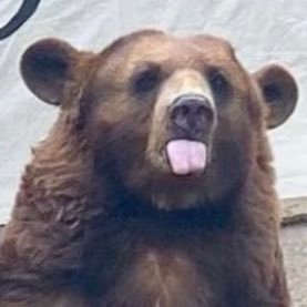 dfank_BU's profile picture