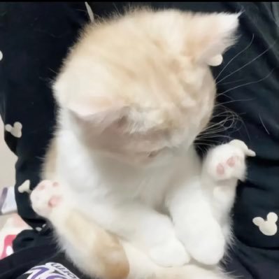 不4笨蛋's profile picture