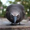 Жан Поль Карамболь 的头像