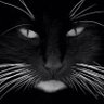 Fabrice616's profile picture