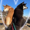 柴犬コテヒマ 的头像