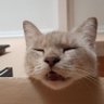 si anjing kecik's profile picture