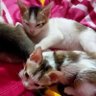 Bineeta Sharan profil fotoğrafı