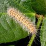 Profilbild von Caterpillar