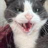 まるねこ2828 的头像