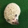 柿ピー太郎 profil fotoğrafı