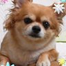 Profilbild von ダイコン