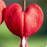 👑Bleeding👑Hearts👑دل های👑 پرِ خون 👑's profile picture