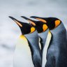 Painguin's profile picture