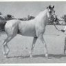 ربدان's profile picture