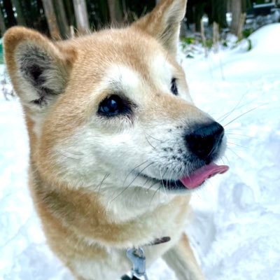 muco_vetro's profile picture