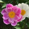 花・花・花's profile picture
