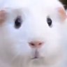 あん肝あんこ profil fotoğrafı