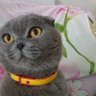українка Міла profil fotoğrafı