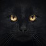 Profilbild von ДОБРИЙ КІТ