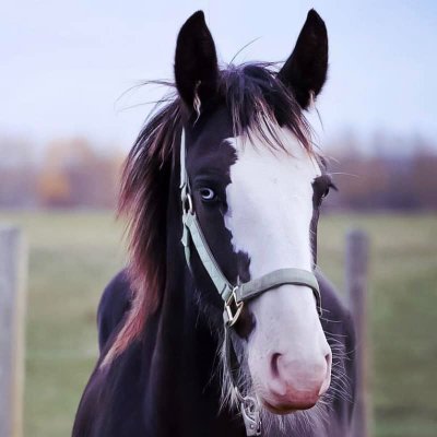 BigHorseApples's profile picture