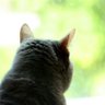 Profilbild von Kitti