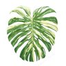 Melon's profile picture