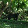 Bear_Facts 的头像