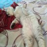 sudah bukan suporter lagi's profile picture