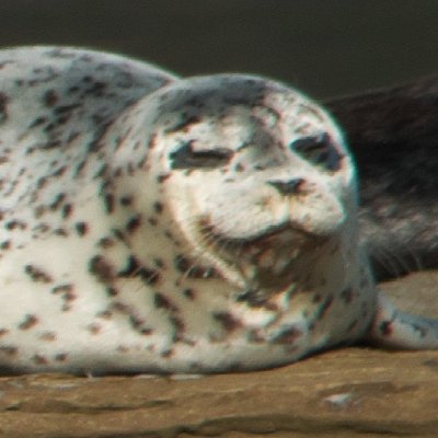 k88comet's profile picture