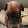 Фото профиля Terrier